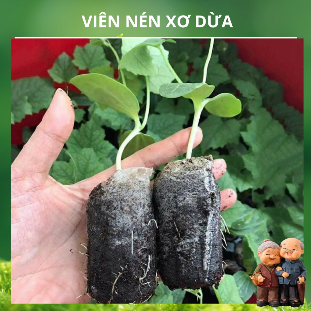 COMBO 50 VIÊN NÉN XƠ DỪA ƯƠM HẠT [HOT] (Hàng Loại 1)