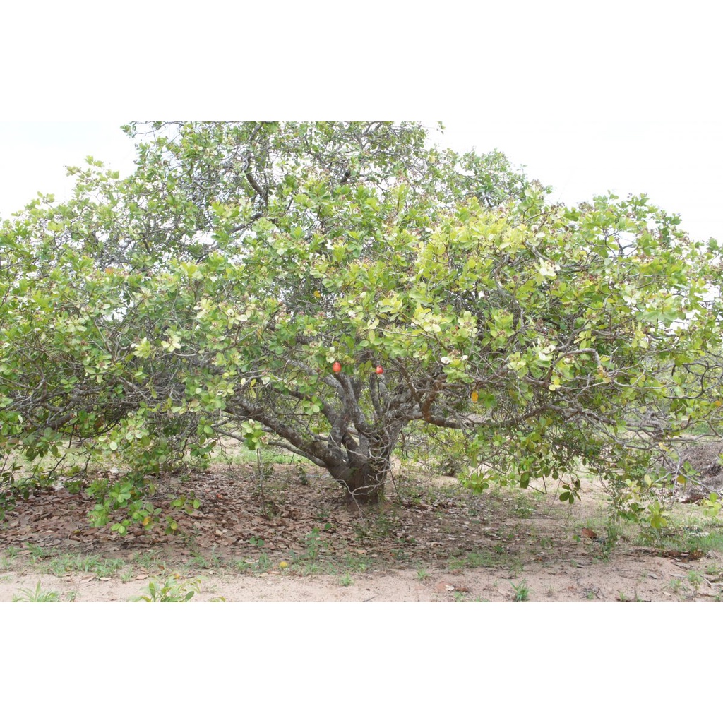 HẠT ĐIỀU XUẤT KHẨU 500G