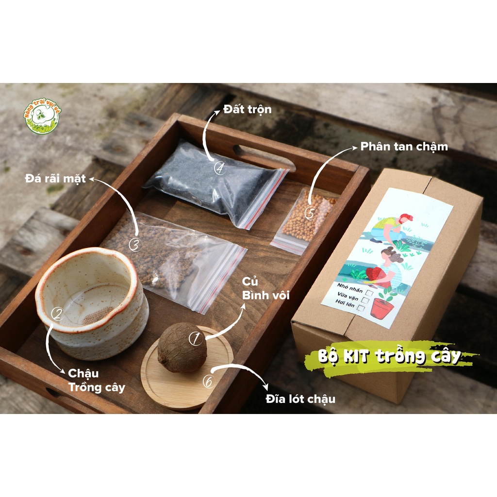 Bộ KIT Củ ĐỒNG TIỀN/ BÌNH VÔI THÁI