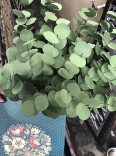 Lá táo giấy