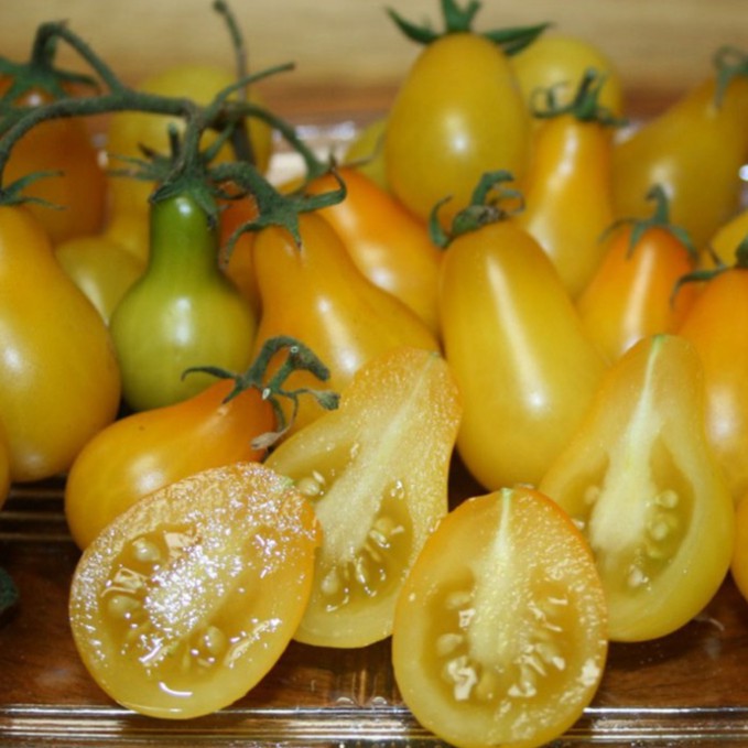 Hạt giống cà chua hồ lô (tặng phân)