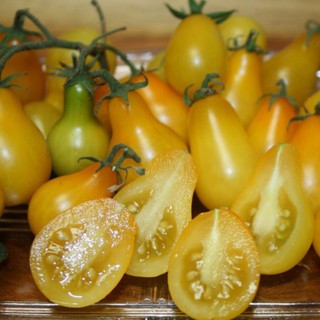 Hạt giống cà chua hồ lô