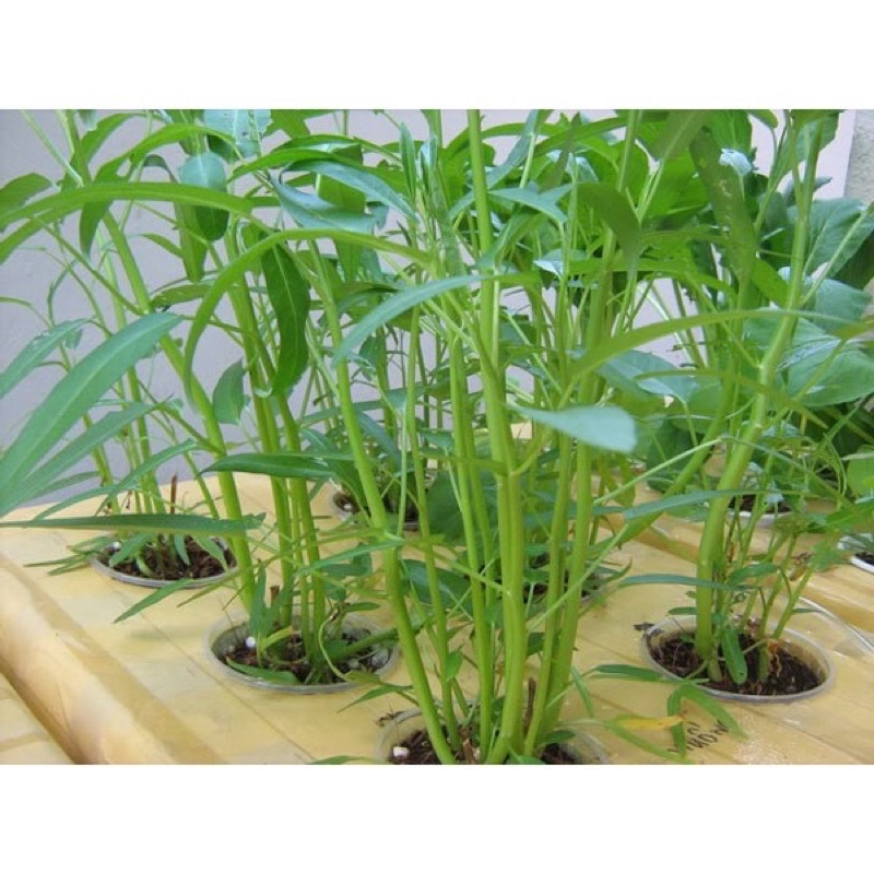 HẠT GIỐNG RAU MUỐNG, đóng gói 50gr, cực dễ trồng, giàu dinh dưỡng, chế dưỡng, chế biến được nhiều món.