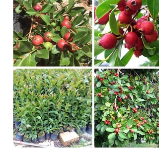Cây Giống Ổi Sim Nhật - Cây Ăn Quả +Tặng 02 cây nhót ngọt