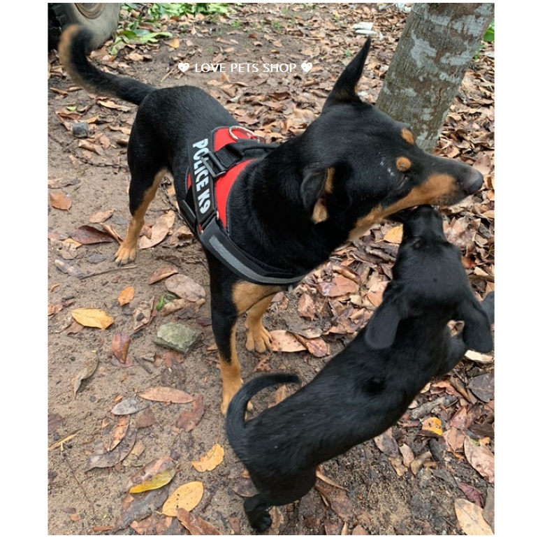 ĐAI YẾM NGỰC CHO CHÓ LỚN K9, YẾM CHO CHÓ (KHÔNG BAO GỒM DÂY DẮT) -  LOVE PETS SHOP