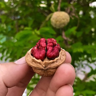 400Gram Quả Óc Chó Đỏ Mỹ 100% Nhập Khẩu