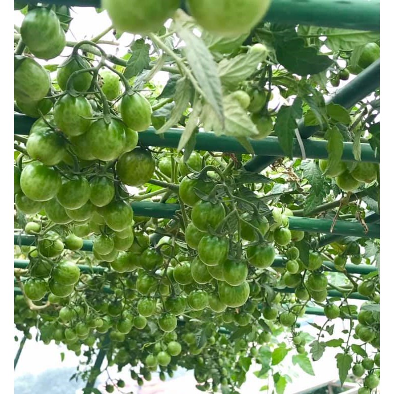 [Hạt giống Mỹ] Gói 5 Hạt giống cà chua trái cây siêu ngọt Sugar Cherry trồng chịu nhiệt - tỷ lệ nảy mầm 95%