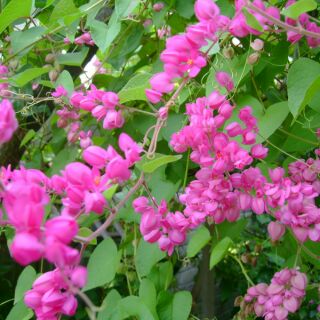 Cây giống hoa Tigon