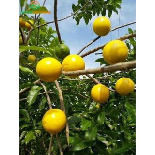 cây Giống VŨ SỮA HOÀNG KIM - GIỐNG F1- SIÊU QUẢ