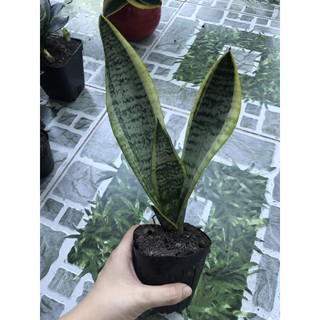 Cây lưỡi hổ xanh