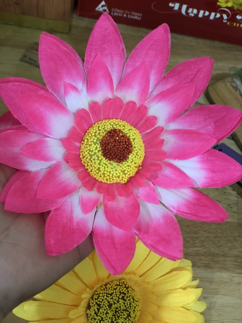 Hoa múa sân trường