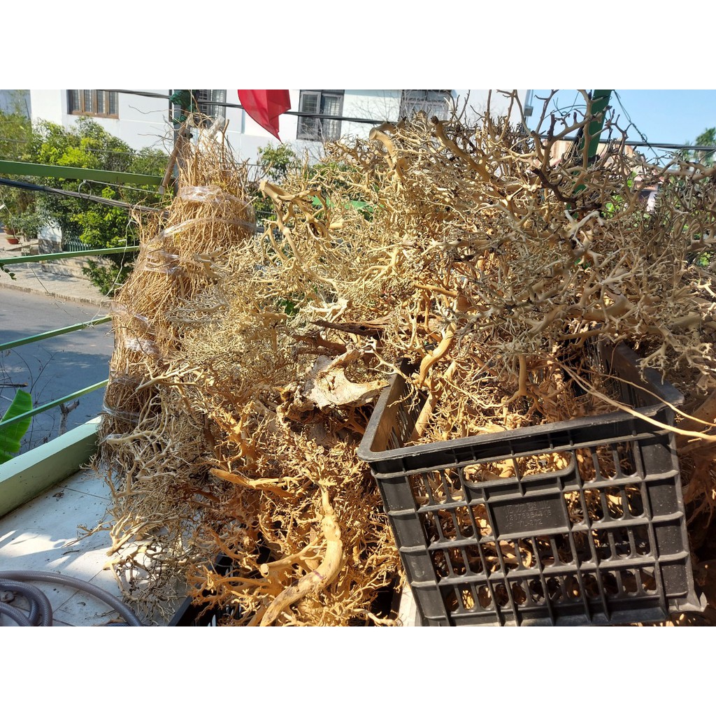 Lũa xương trùm, tán quýt dùng để tạo lũa dáng bonsai cho Bể Thuỷ Sinh, Bể Cá - 100g