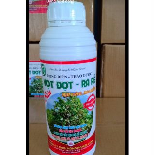 Vọt đọt ra rễ mai vàng hoa kiểng