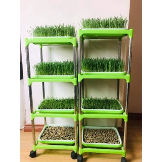 (FREE SHIP) Hạt giống cỏ lúa mì