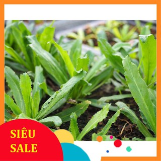 10g hạt giống ngò gai vietphat