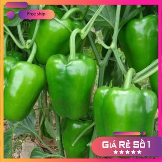 Hạt giống Ớt Ngọt F1 (0.1g)