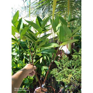 Cây giống cây Mận đỏ An Phước