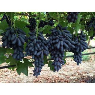 Cây giống NHO NGÓN TAY đen trái ngọt không hạt - giống chuẩn