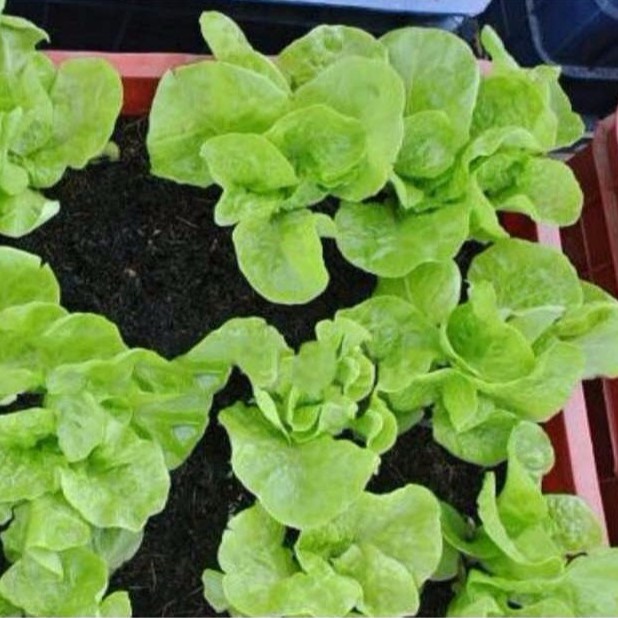 2GR HẠT GIỐNG XÀ LÁCH MINETTO