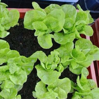 2gr hạt giống xà lách minetto