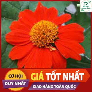 💥HẠT GIỐNG HOA CÚC SƠN QUỲ(DÃ QUỲ ĐỎ)- 50 HẠT💥