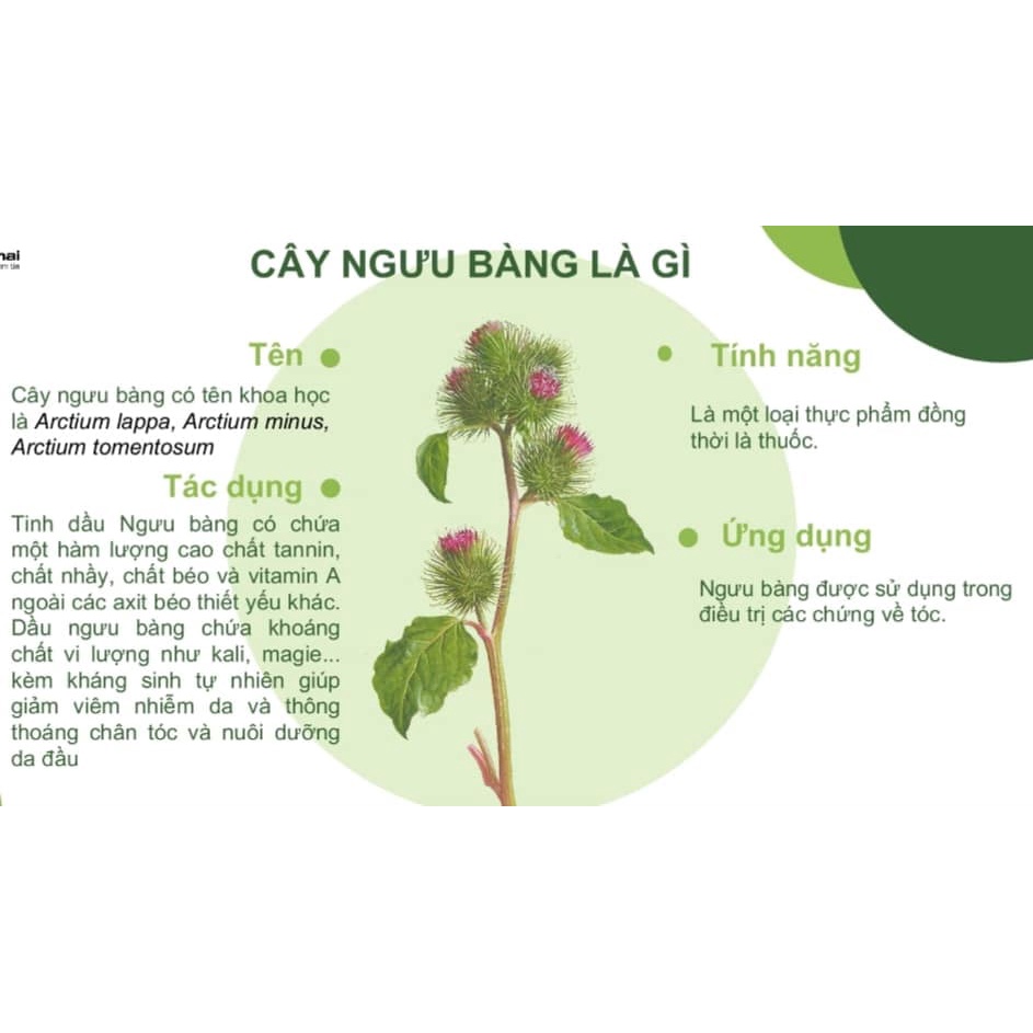 Serum kích thích mọc Tóc- tinh dầu xịt thảo dược hoa Ngưu Bàng-Elfa Pharm 100ml