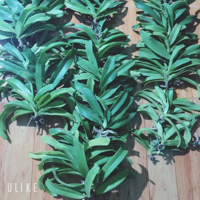 Lan đai châu hàng rừng