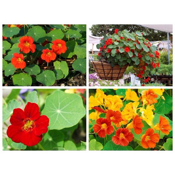 Shop 1K - Hạt Giống Hoa Sen Cạn mix màu siêu hoa chịu hạn tốt