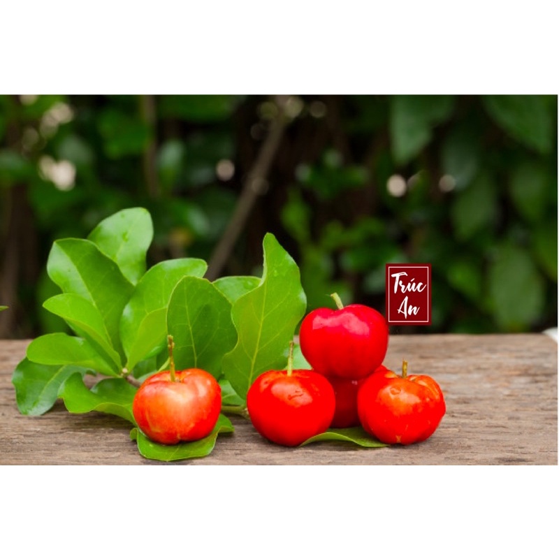 [CHỈ GIAO HCM]  Cây sơ ri Thái cao khoẻ nhiều hoa đang đậu trái. Cây đã thuần khí hậu HCM bảo đảm sống tốt