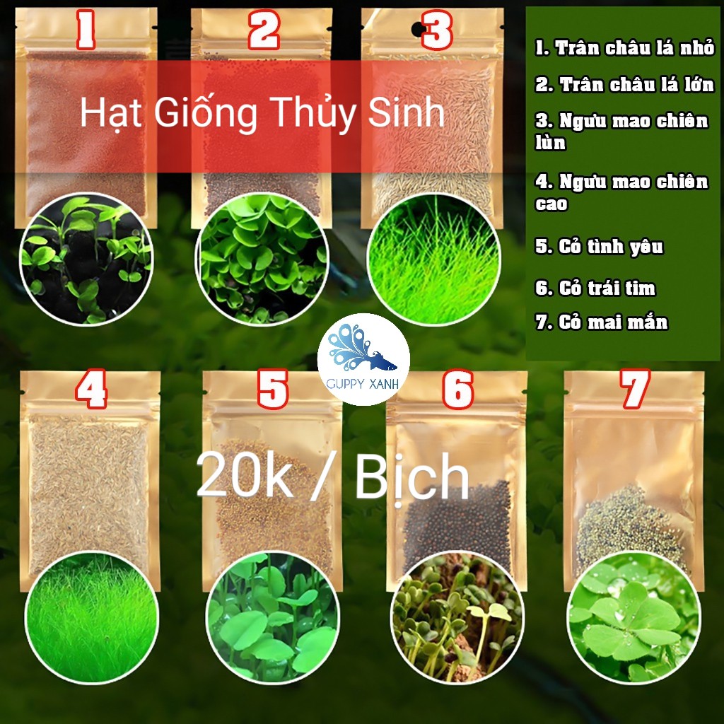 Hạt Giống Cây Thủy Sinh (Trân Châu Ngọc Trai, Ngưu Mao Chiên, Cỏ Tình Yêu, Cỏ May Mắn) - Guppy Xanh