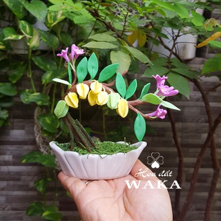 Bonsai Mini- Cây Khế Mini 01