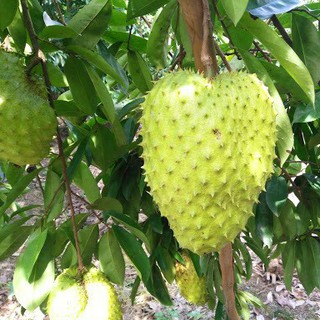 Combo 2 cây mãng cầu xiêm thái