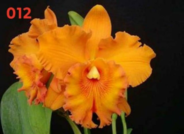 Cattleya cây giống