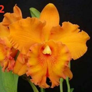 Cattleya cây giống
