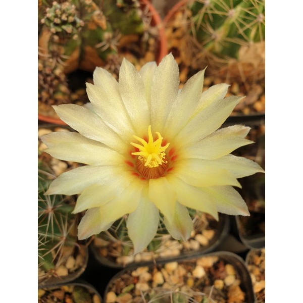 XƯƠNG RỒNG HAMATO ĐÃ ĐỦ TUỔI HOA