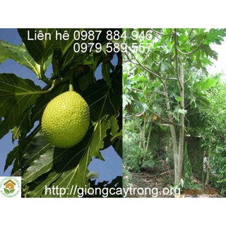 GIỐNG CÂY SAKÊ