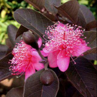 Cây ổi tím giống ra quả sau 4 tháng f1