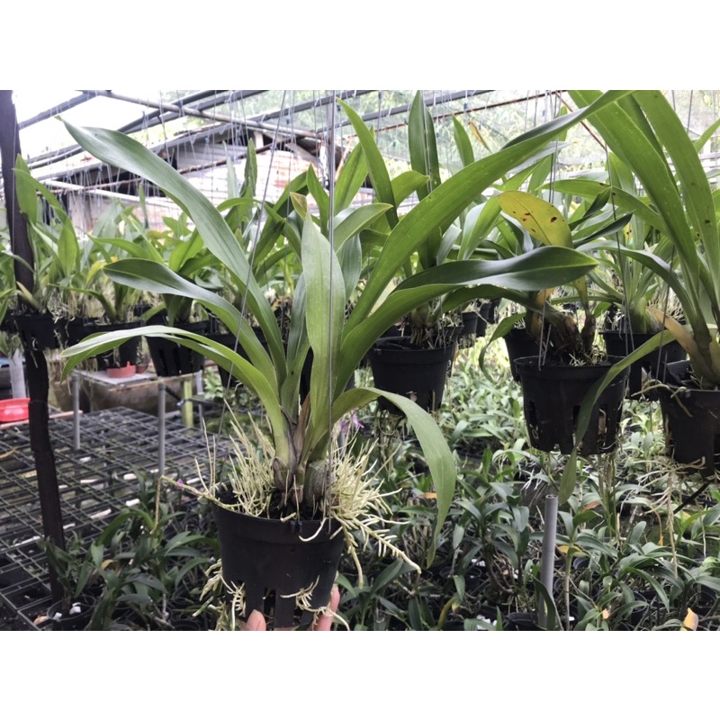 Vũ Nữ Hoàng Hậu Xanh Cốm