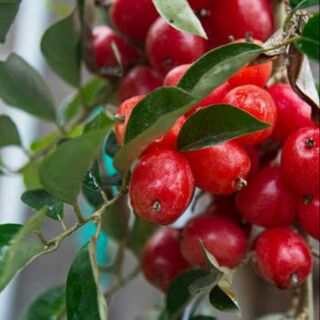 Cây nhót siêu ngọt.