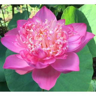 Phúc An Tã Bỉm Chính Hãng