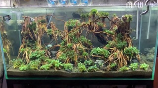 Bộ Lũa  layout Rừng Bay 50x35cm
