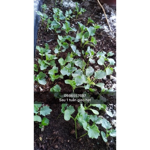 Hạt Giống Cải Kale Xoanh F1 / Chuẩn Giống