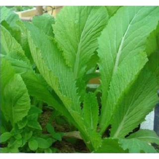 Hạt Giống Cải Bẹ Xanh Mỡ - Gói 20 Gram
