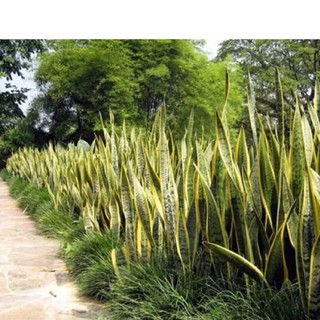 Cây lưỡi hổ vàng cao