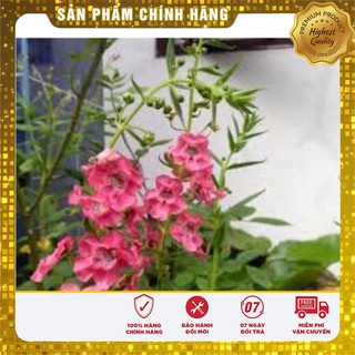 Hạt giống Hoa Ngọc Hân( 5 hạt)