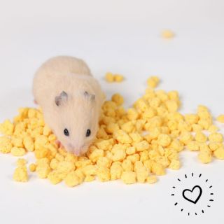 Lòng đỏ trứng gà sấy | Thức ăn Hamster