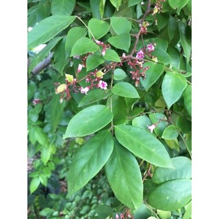 lá khế chua tươi (500gr)-tắm cho trẻ