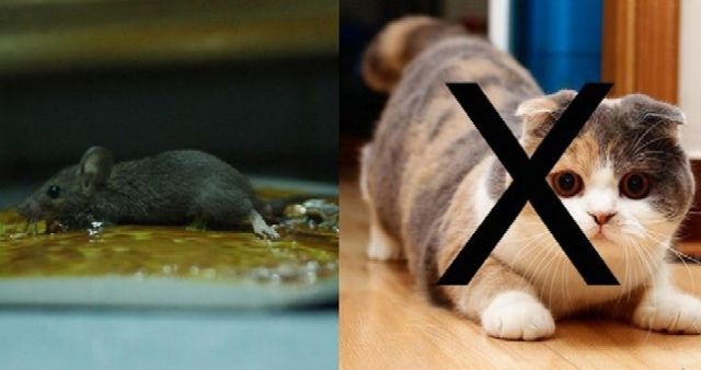 COMBO 5 MIẾNG KEO DÁN CHUỘT / KEO DÍNH CHUỘT SIÊU DÍNH BẪY CHUỘT ĐẠT PHONG