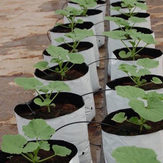 Lẻ túi trồng cây PE 40*20cm trắng đen trồng cây thay chậu sản xuất theo tiêu chuẩn châu Âu - Nhà Vừng