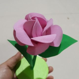 Hoa hồng khóm đơn
